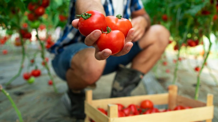 Centre Launches Subsidised Tomato Sales In Delhi To Combat Price Surge